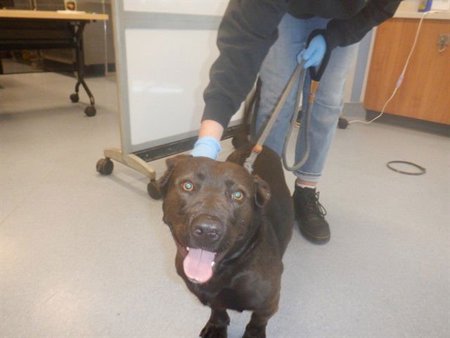 MINT - Labrador Retriever available for adoption