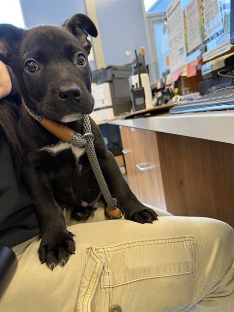 A1401946 - Pit Bull Terrier available for adoption