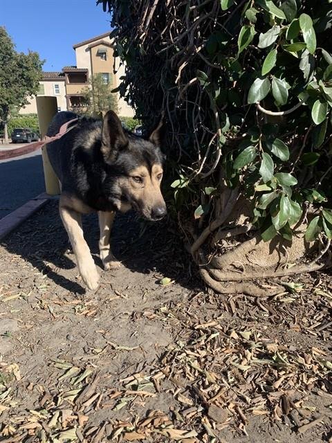 SINATRA - German Shepherd Dog available for adoption