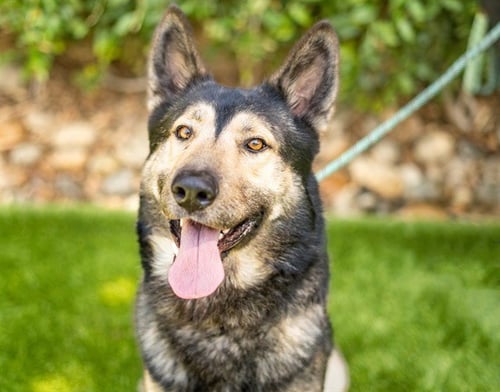 SINATRA - German Shepherd Dog available for adoption