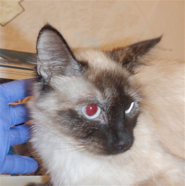 AIKO - Domestic Short Hair available for adoption