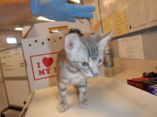 CONDOR - Domestic Short Hair available for adoption