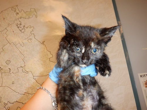 PEPPER - Domestic Short Hair available for adoption