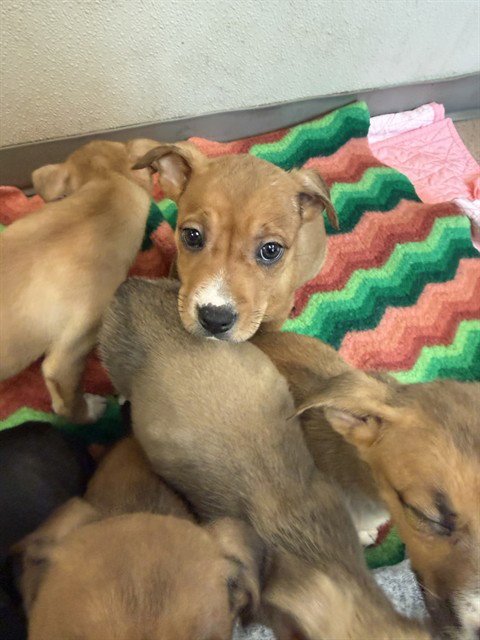 A1404605 - Pit Bull Terrier available for adoption