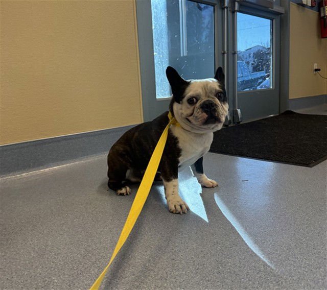 CRUMPET - French Bulldog available for adoption