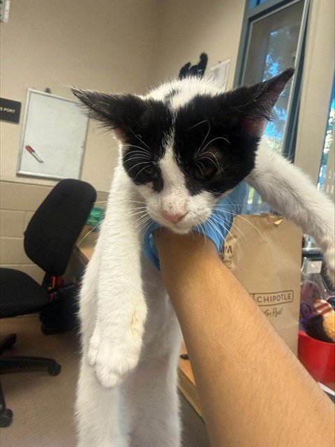 ALBERT - Domestic Short Hair available for adoption