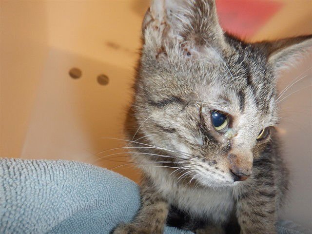 LARRY - Domestic Short Hair available for adoption