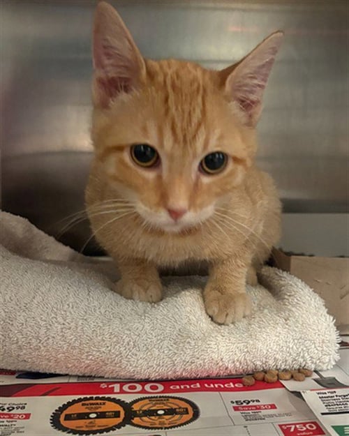 TANGIE - Domestic Short Hair available for adoption