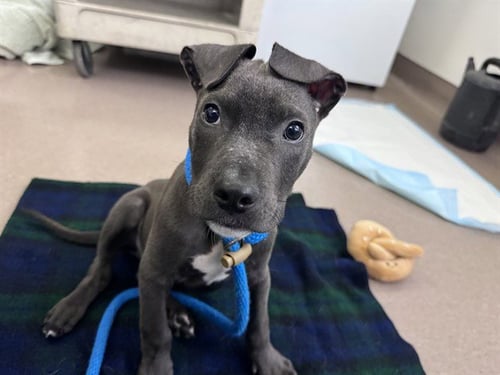 COAL - Pit Bull Terrier available for adoption