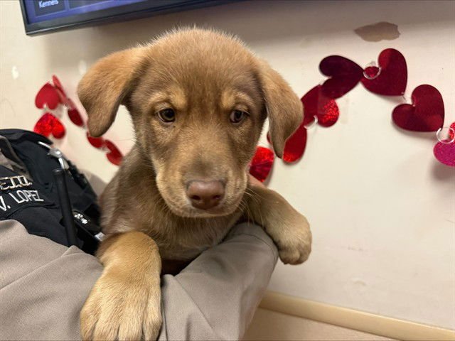 BIRRIA - Siberian Husky / Doberman Pinscher available for adoption