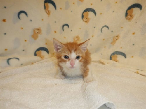 A1412000 - Domestic Long Hair available for adoption