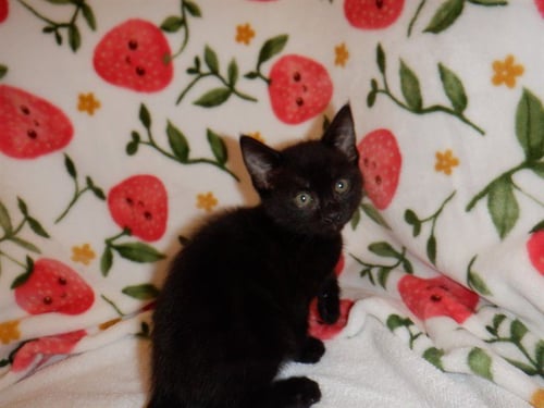 SALLY - Domestic Short Hair available for adoption
