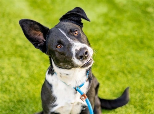 AZKABAN - Border Collie available for adoption