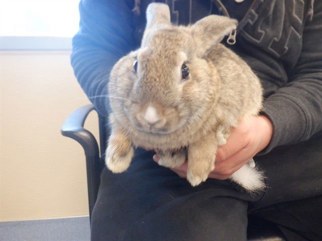 MOONCAKE - Shorthaired Rabbit available for adoption