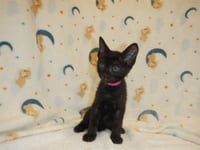 LUNA - Photo 1