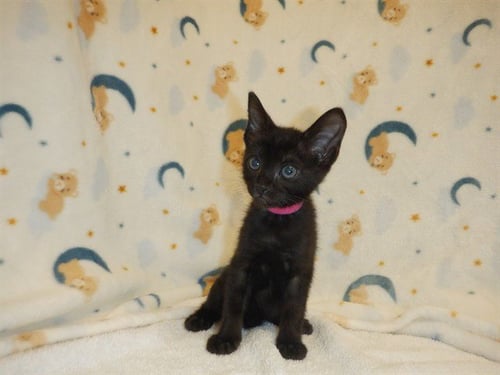 LUNA - Domestic Short Hair available for adoption