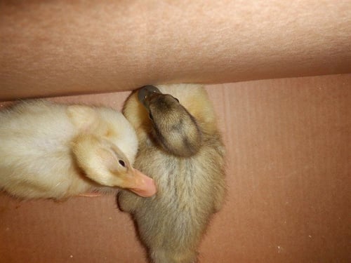 A1412917 - Duck available for adoption