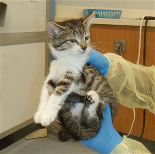 JENNY CRAIG - Domestic Short Hair available for adoption