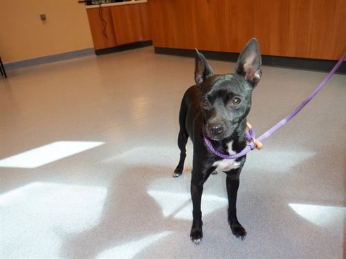AQUA - Chihuahua available for adoption