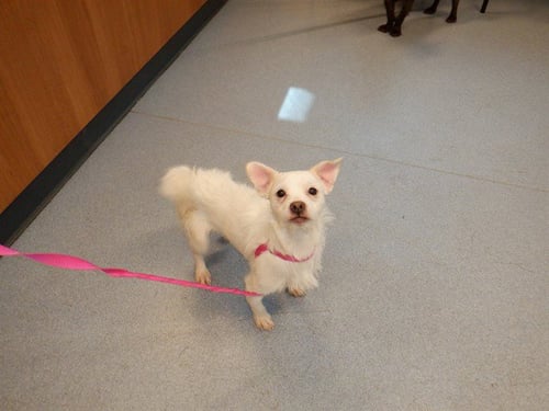 IROH - Chihuahua available for adoption