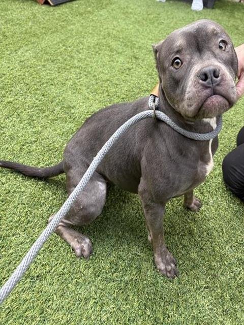 MINI - Staffordshire Bull Terrier available for adoption