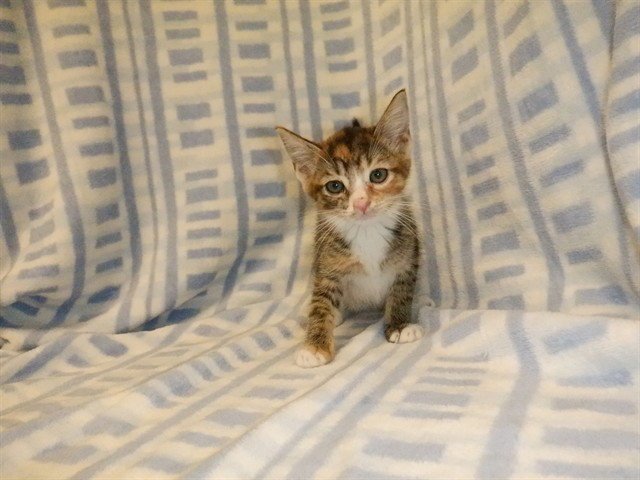 NELLY Image