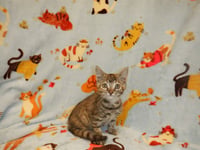 DOLLY - Photo 1