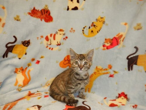 DOLLY - Domestic Short Hair available for adoption