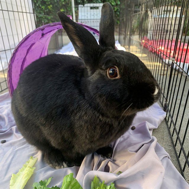 KHONSHU - Shorthaired Rabbit available for adoption