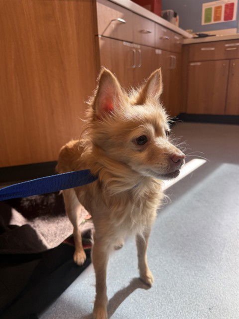 CHILI - Pomeranian / Chihuahua available for adoption