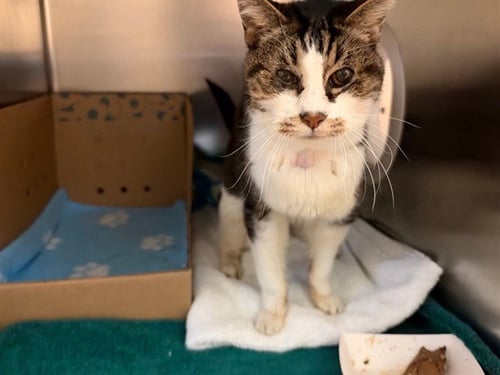 LUCY BELL - Domestic Medium Hair available for adoption