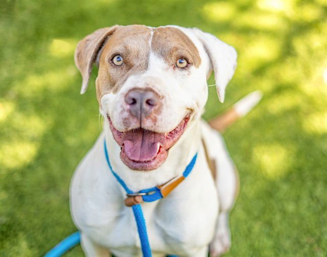 FAIRY - Pit Bull Terrier available for adoption