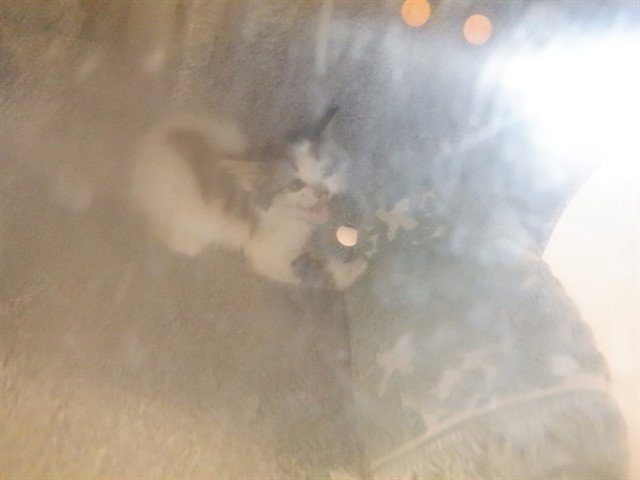 TAZ Image