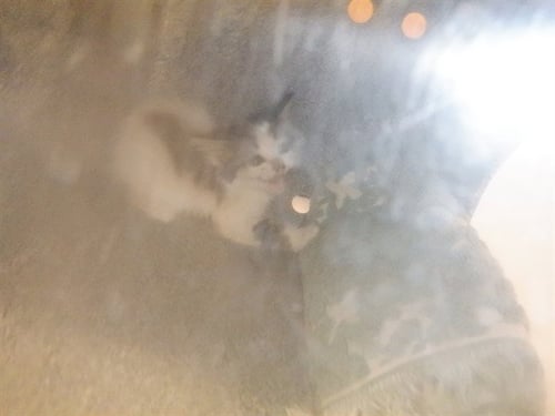 TAZ - Domestic Short Hair available for adoption