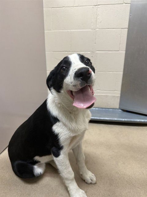 A1402241 - Border Collie available for adoption