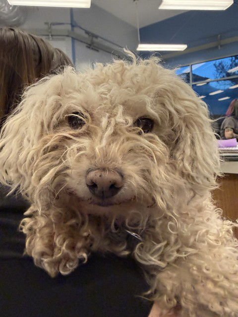 LEELA - Poodle (Miniature) available for adoption