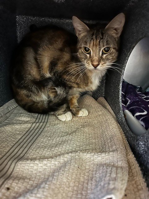 PAPAYA - Domestic Short Hair available for adoption