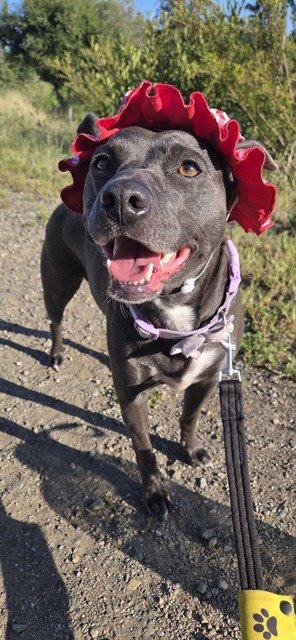 COOTIE - Pit Bull Terrier available for adoption