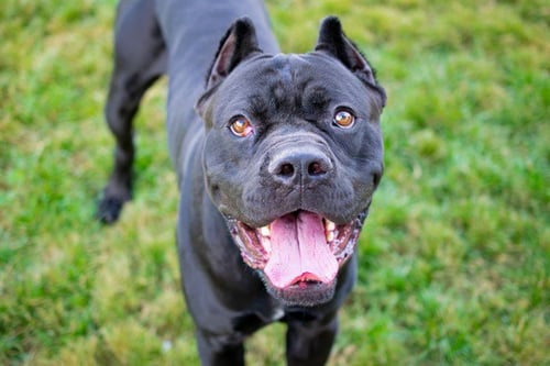 TROY BARRETT - Cane Corso Mastiff available for adoption