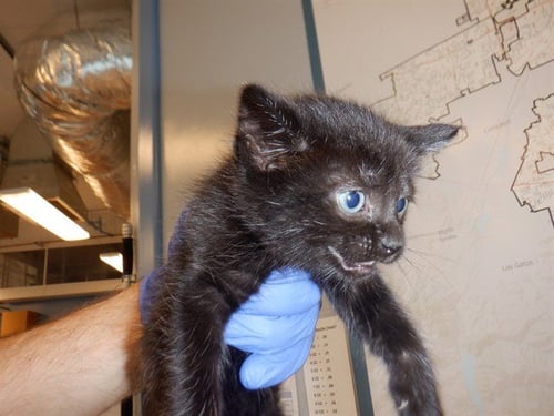 TAYLOR - Domestic Short Hair available for adoption