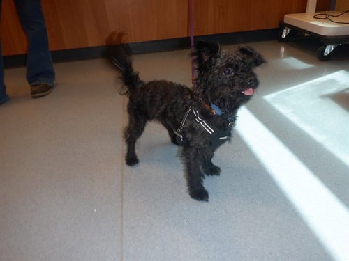 BENTLEY - Poodle (Miniature) / Miniature Schnauzer available for adoption