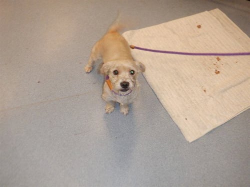 FLOWER - Toy Fox Terrier available for adoption