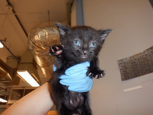 AJI - Domestic Short Hair available for adoption