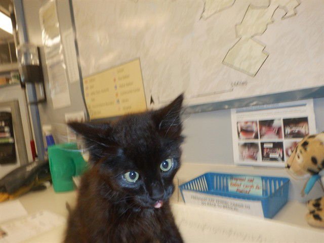 TIANA - Domestic Medium Hair available for adoption