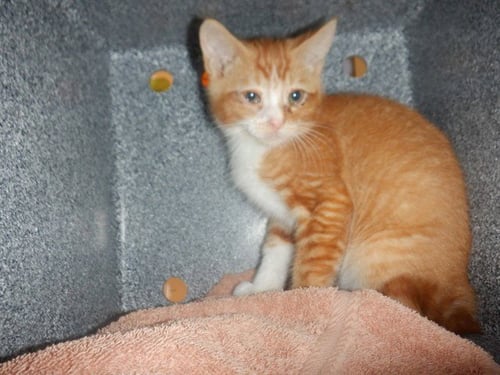 ZION - Domestic Short Hair available for adoption