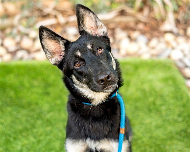 PINKY - German Shepherd Dog available for adoption