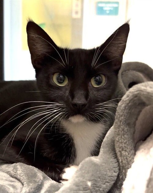 ALASKA - Domestic Short Hair available for adoption
