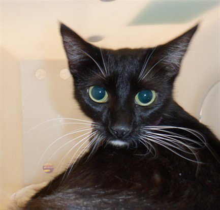 ALASKA - Domestic Short Hair available for adoption