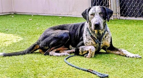APOLLO - German Shorthaired Pointer / Great Dane available for adoption