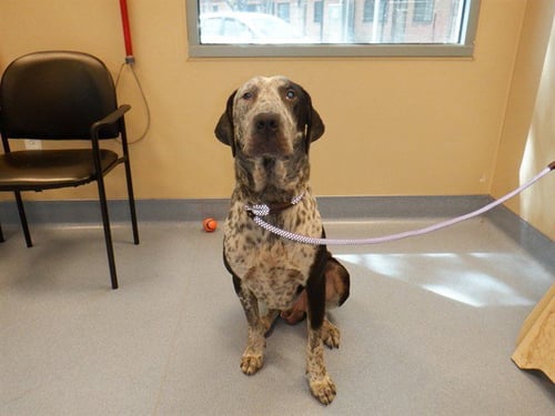 APOLLO - German Shorthaired Pointer / Great Dane available for adoption
